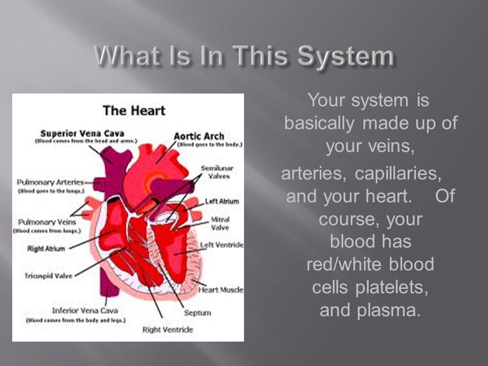 Your system is basically made up of your veins, arteries, capillaries, and your heart.