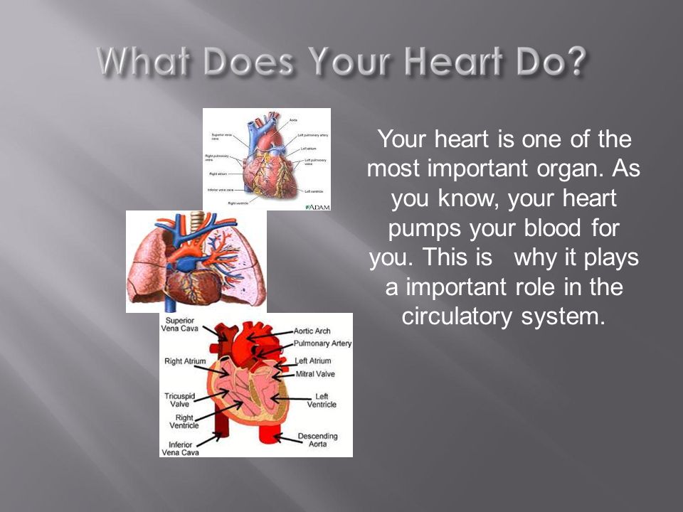 Your heart is one of the most important organ. As you know, your heart pumps your blood for you.