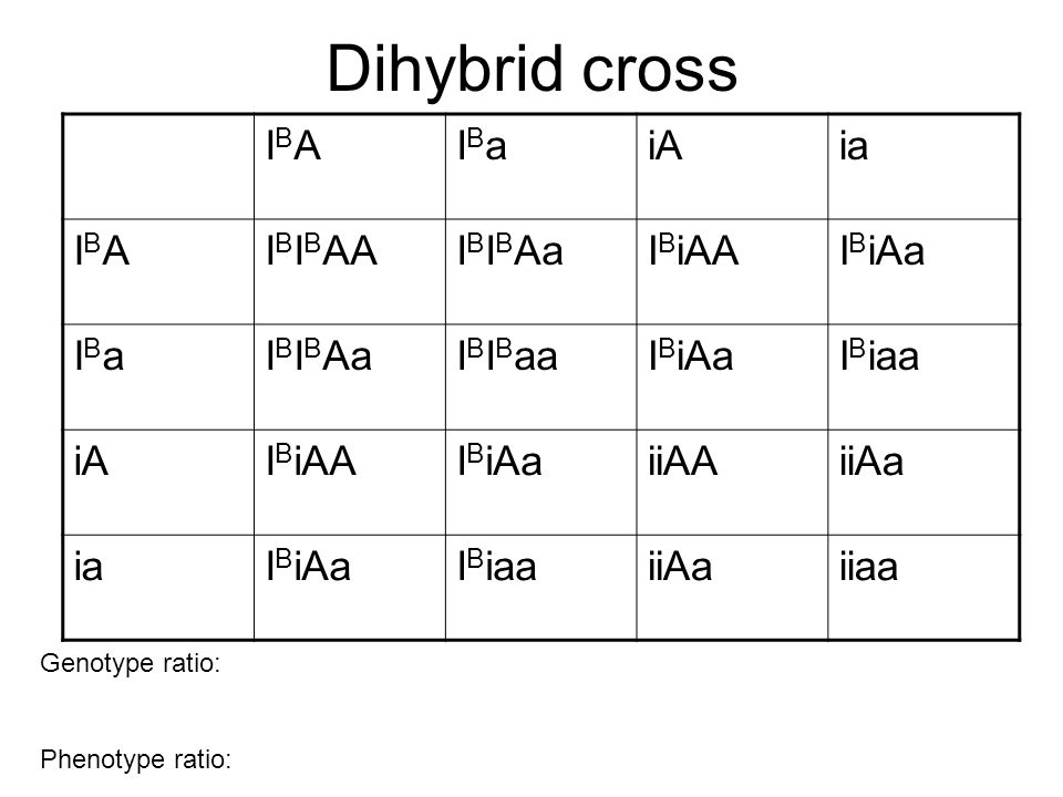 Punnet Squares Linked Genes And Pedigrees Predicting Offspring 9 Dihybrid Cross Ibaibaibaibaiaia