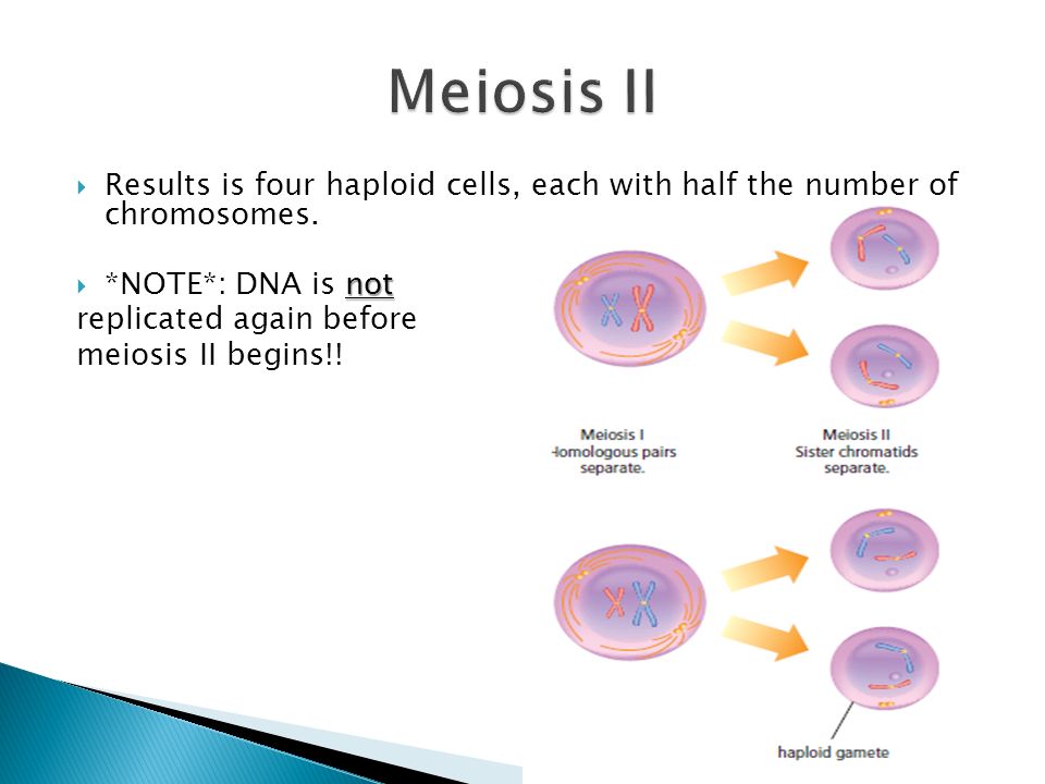 Results is four haploid cells, each with half the number of chromosomes.