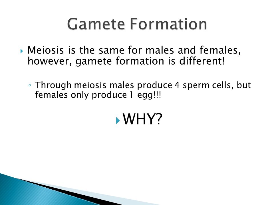  Meiosis is the same for males and females, however, gamete formation is different.