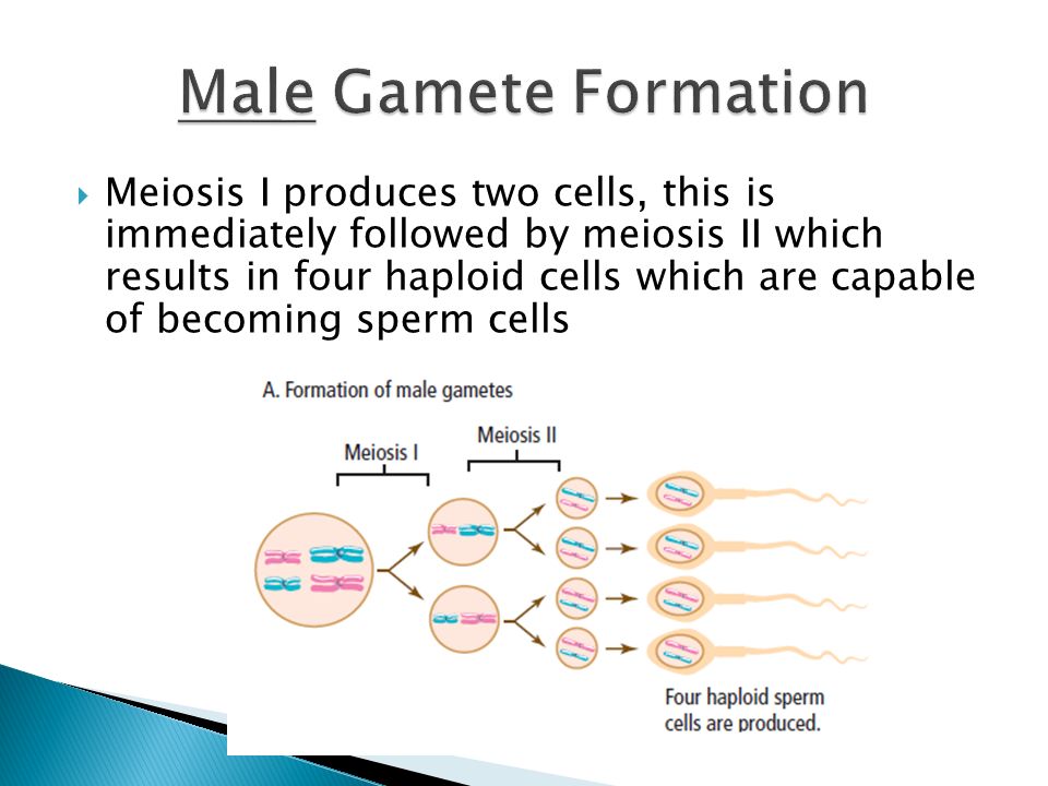  Meiosis I produces two cells, this is immediately followed by meiosis II which results in four haploid cells which are capable of becoming sperm cells