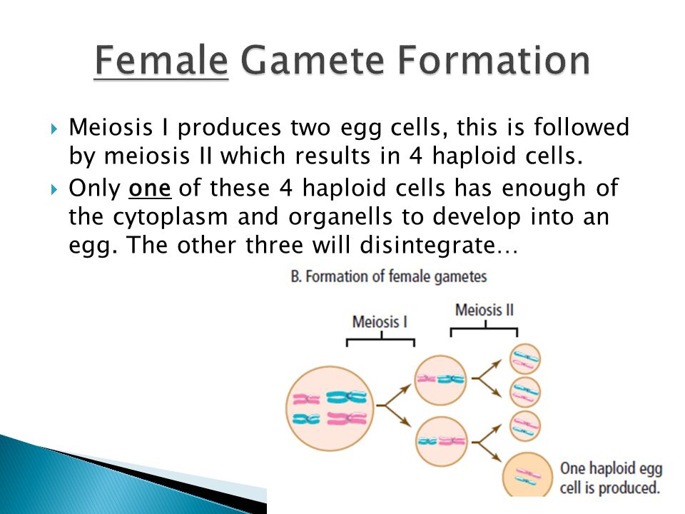  Meiosis I produces two egg cells, this is followed by meiosis II which results in 4 haploid cells.
