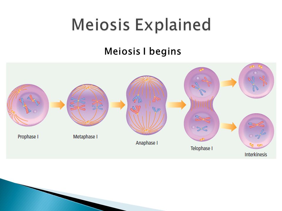 Meiosis I begins