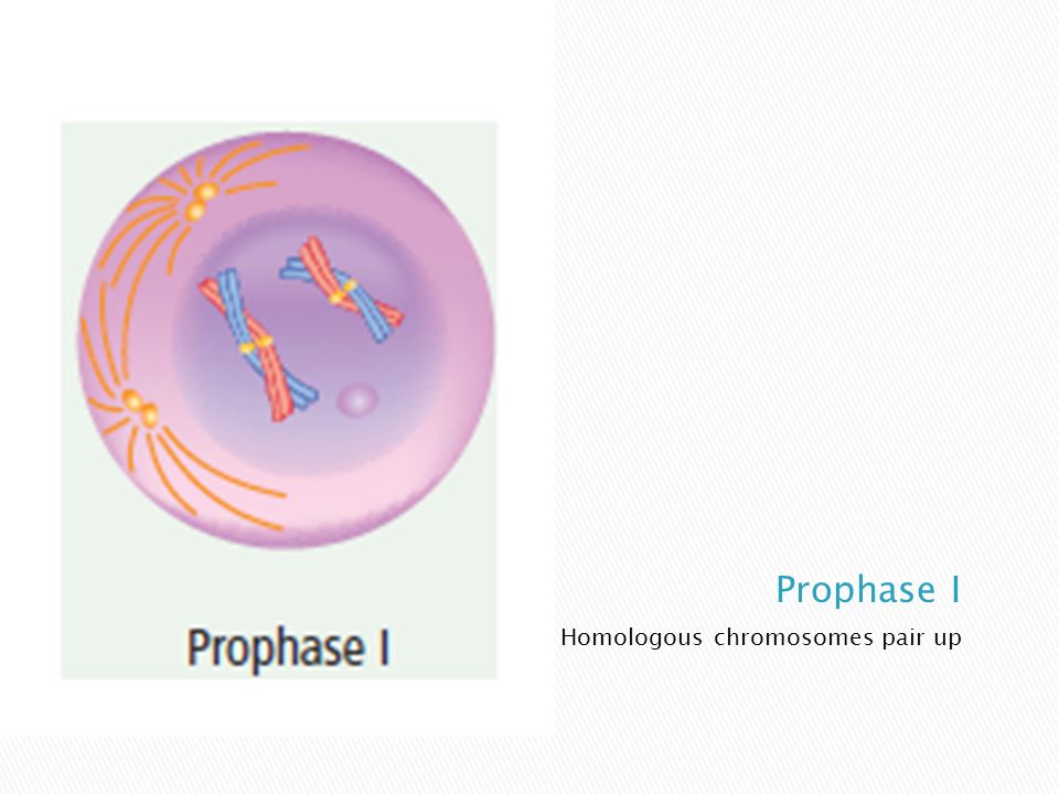 Homologous chromosomes pair up