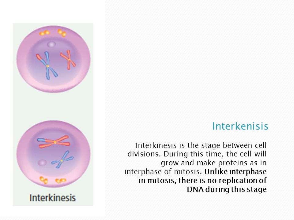 Interkinesis is the stage between cell divisions.