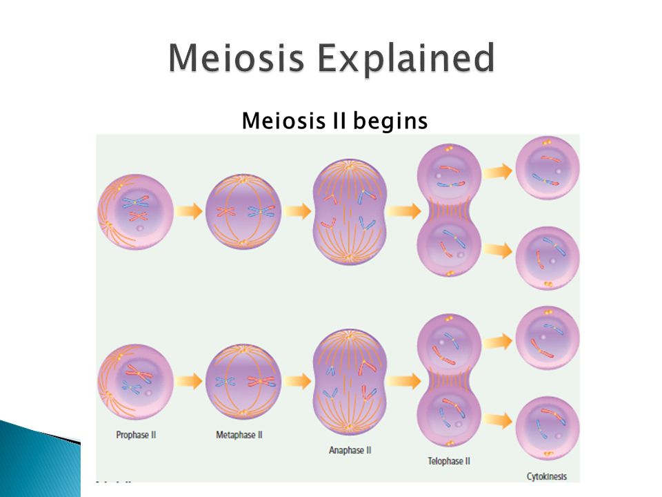 Meiosis II begins