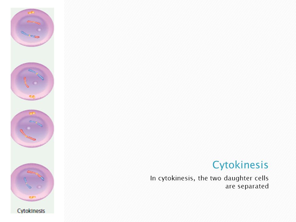 In cytokinesis, the two daughter cells are separated