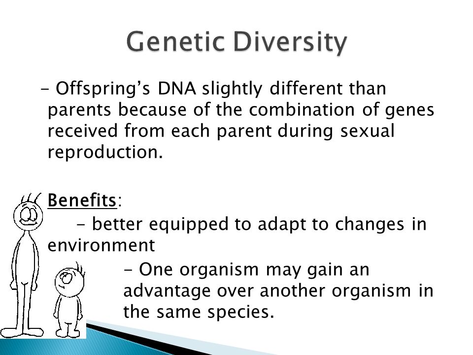 - Offspring’s DNA slightly different than parents because of the combination of genes received from each parent during sexual reproduction.