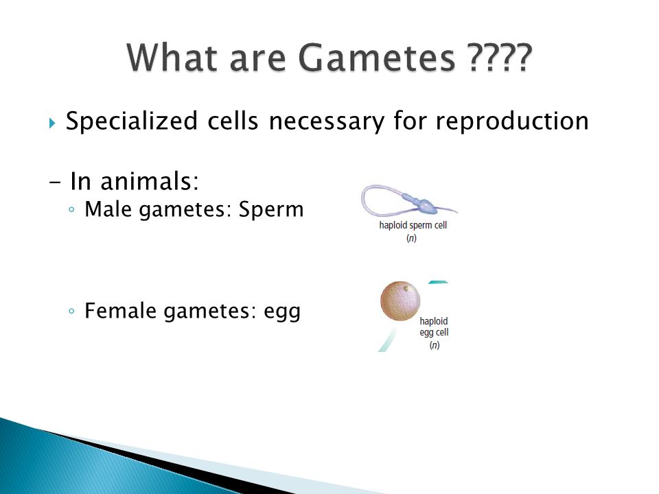  Specialized cells necessary for reproduction - In animals: ◦ Male gametes: Sperm ◦ Female gametes: egg