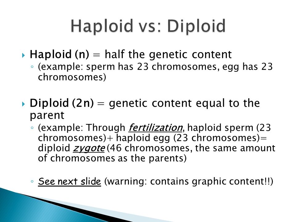  Haploid (n) = half the genetic content ◦ (example: sperm has 23 chromosomes, egg has 23 chromosomes)  Diploid (2n) = genetic content equal to the parent ◦ (example: Through fertilization, haploid sperm (23 chromosomes)+ haploid egg (23 chromosomes)= diploid zygote (46 chromosomes, the same amount of chromosomes as the parents) ◦ See next slide (warning: contains graphic content!!)
