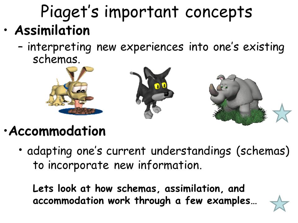cognitive development the way our thinking changes from the womb to assimilation vs accommodation