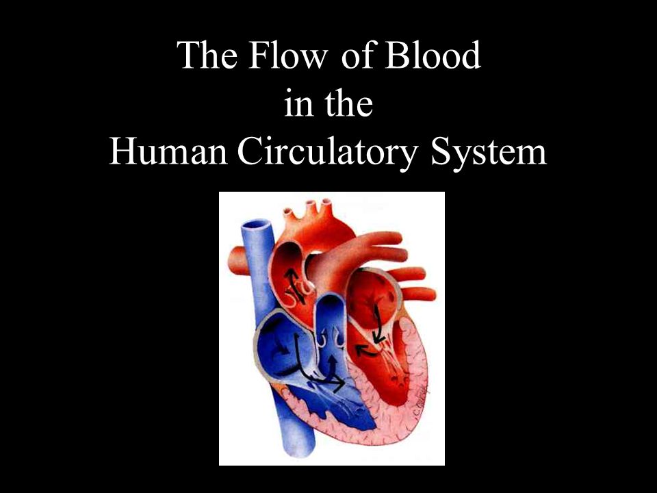 The Flow of Blood in the Human Circulatory System