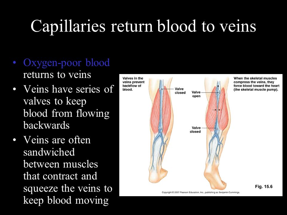 Capillaries return blood to veins Oxygen-poor blood returns to veins Veins have series of valves to keep blood from flowing backwards Veins are often sandwiched between muscles that contract and squeeze the veins to keep blood moving
