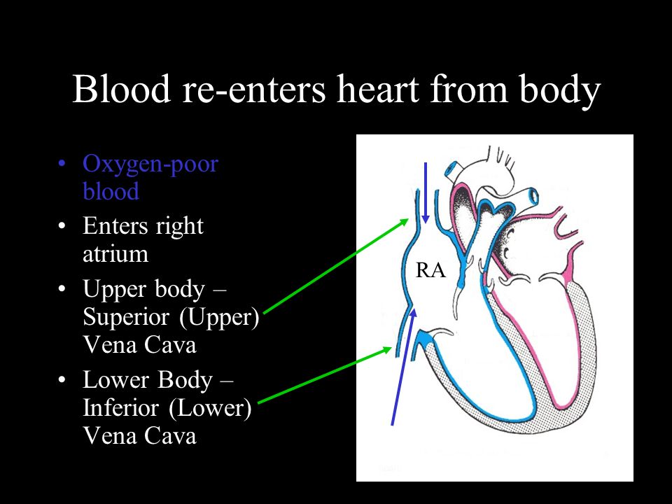 Blood re-enters heart from body Oxygen-poor blood Enters right atrium Upper body – Superior (Upper) Vena Cava Lower Body – Inferior (Lower) Vena Cava RA