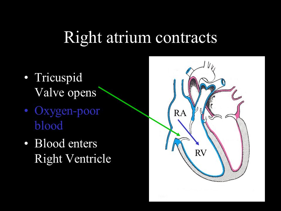 Right atrium contracts Tricuspid Valve opens Oxygen-poor blood Blood enters Right Ventricle RA RV