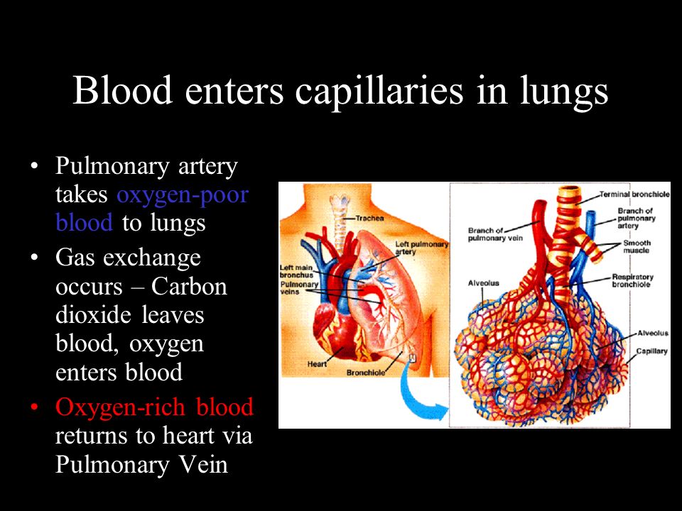 Blood enters capillaries in lungs Pulmonary artery takes oxygen-poor blood to lungs Gas exchange occurs – Carbon dioxide leaves blood, oxygen enters blood Oxygen-rich blood returns to heart via Pulmonary Vein
