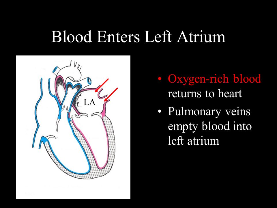 Blood Enters Left Atrium Oxygen-rich blood returns to heart Pulmonary veins empty blood into left atrium RV LA