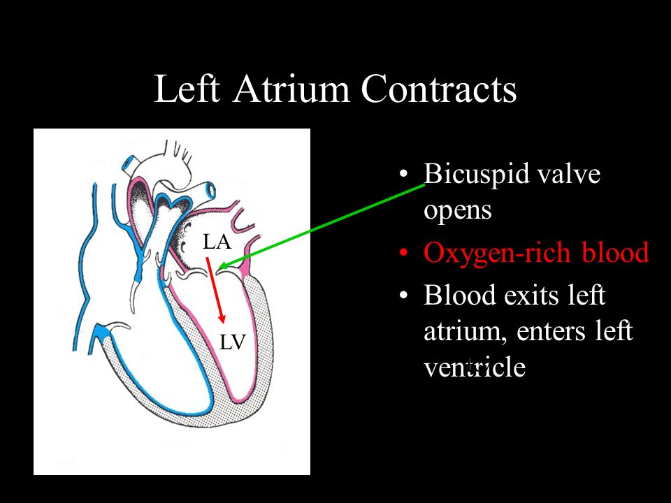 Left Atrium Contracts Bicuspid valve opens Oxygen-rich blood Blood exits left atrium, enters left ventricle RV LA LV
