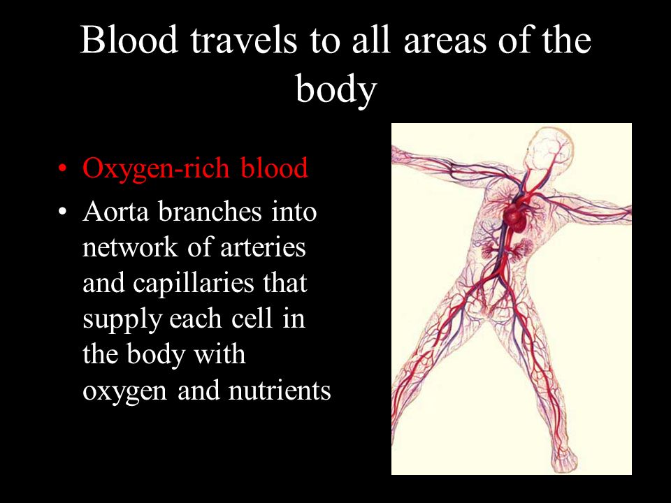 Blood travels to all areas of the body Oxygen-rich blood Aorta branches into network of arteries and capillaries that supply each cell in the body with oxygen and nutrients