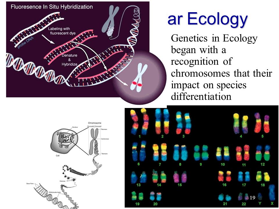 FORS 432/FORS 510 Molecular Ecology courtesy of Carol Ritland. - ppt ... 19 History of Molecular Ecology Genetics in Ecology began with a recognition of chromosomes that their impact on species differentiation 19