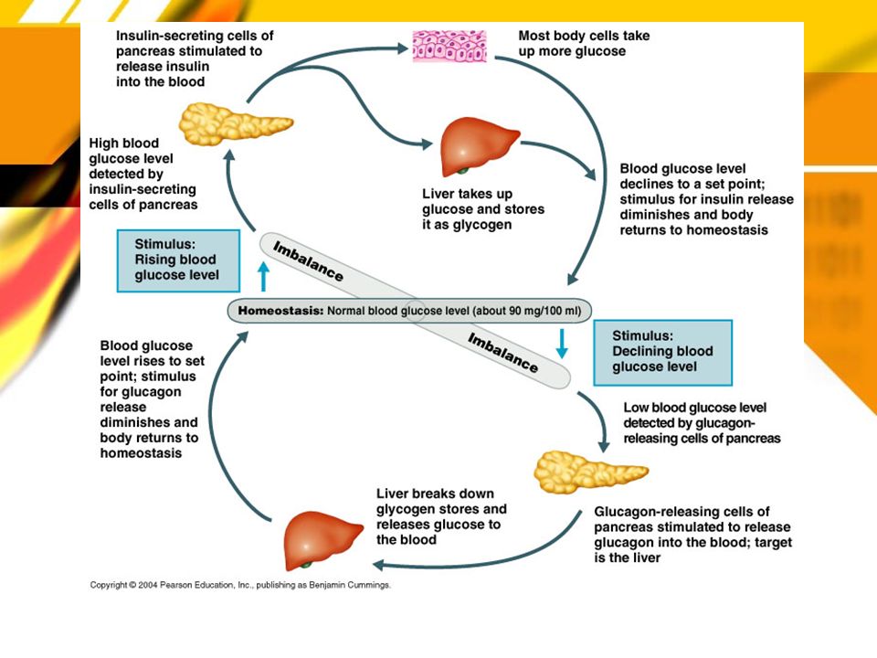 homeostasis and body homeostasis and body