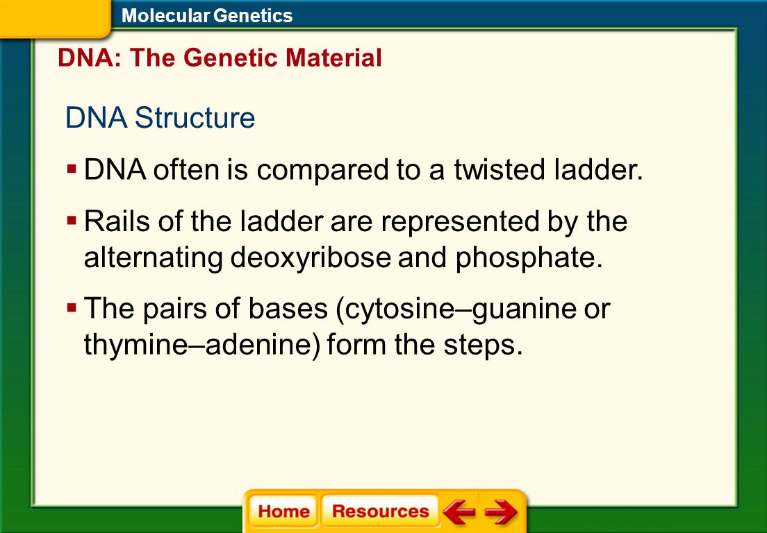 Biology Dna Transcription Translation And Protein Synthesis 11 Molecular Genetics