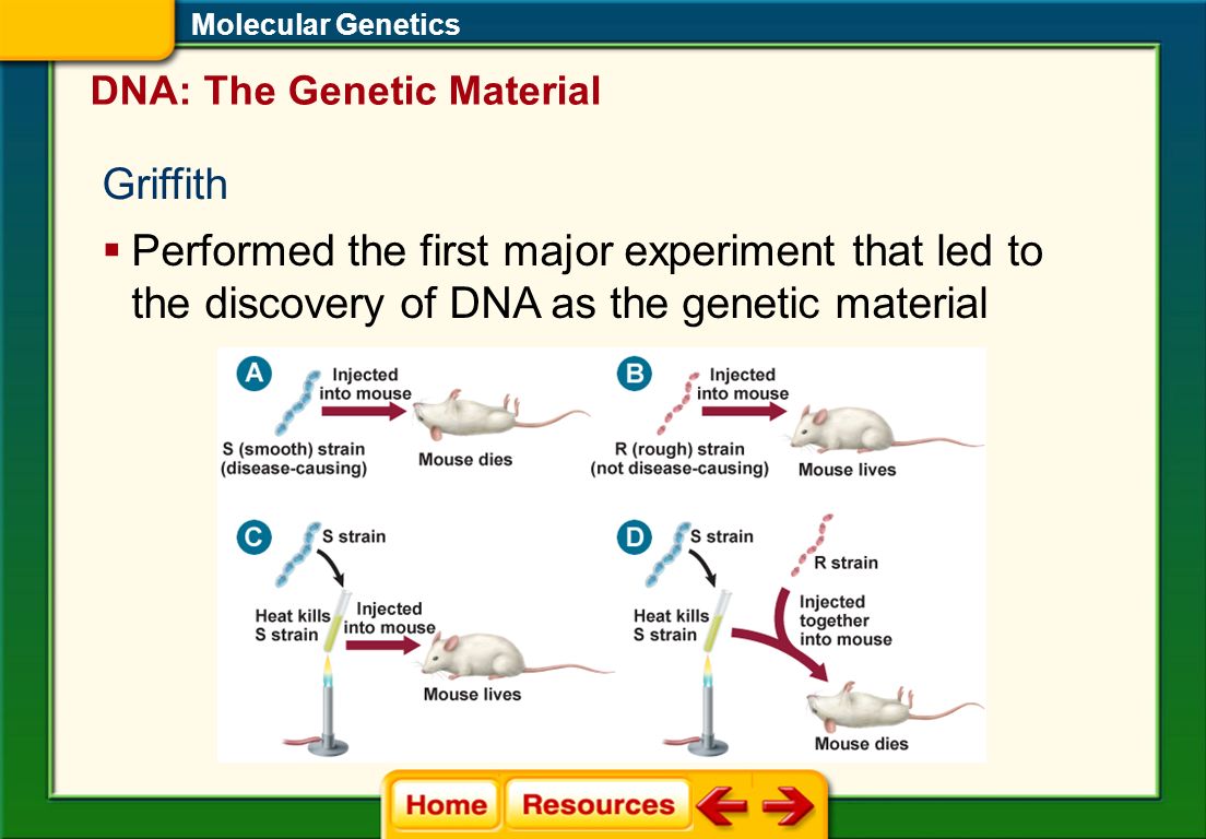 biology essays genetics biology essays genetics