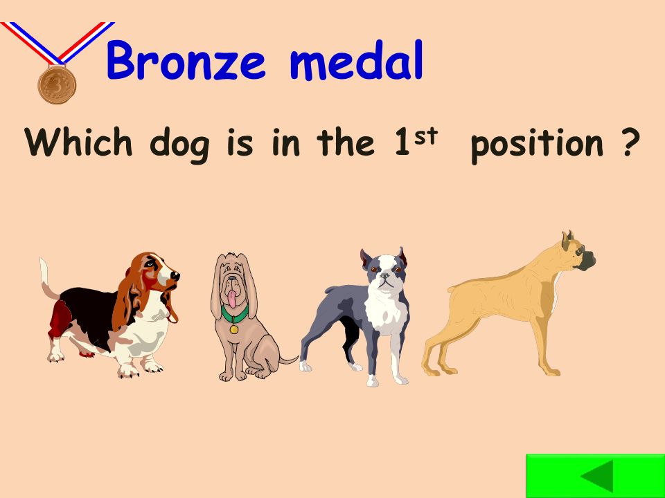 Which dog is in the 3 rd position Rose