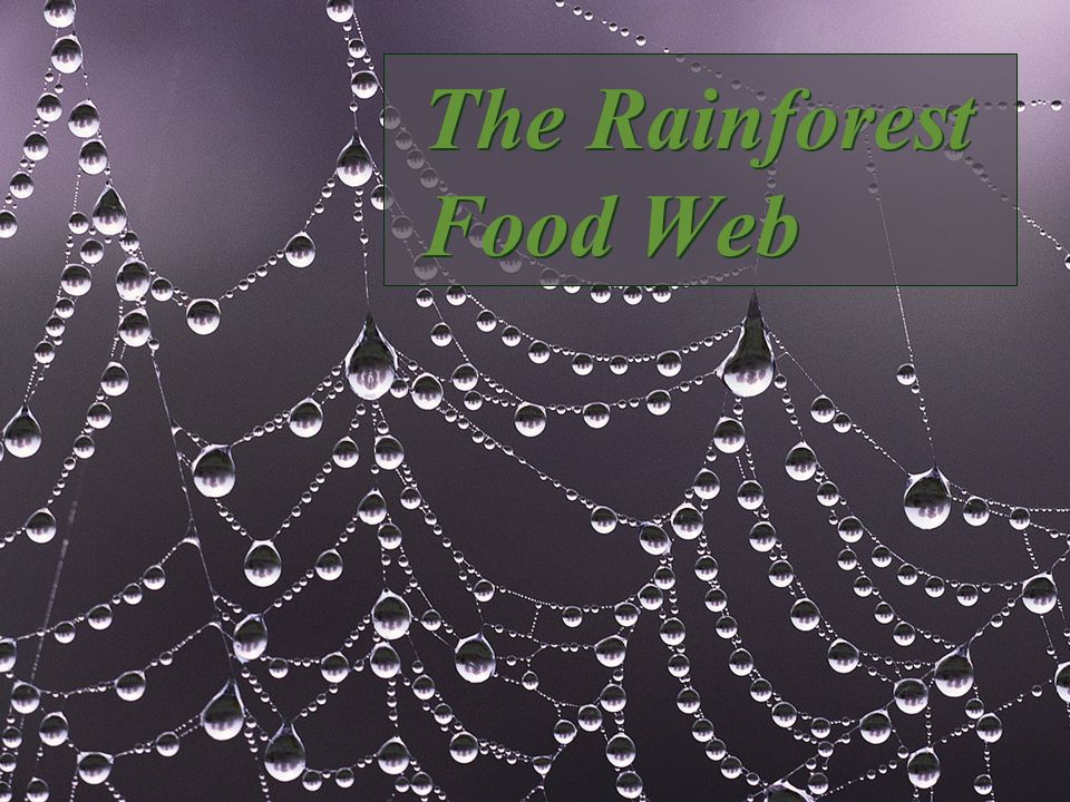 The Rainforest Food Web