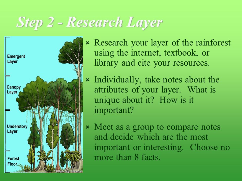 Step 2 - Research Layer  Research your layer of the rainforest using the internet, textbook, or library and cite your resources.