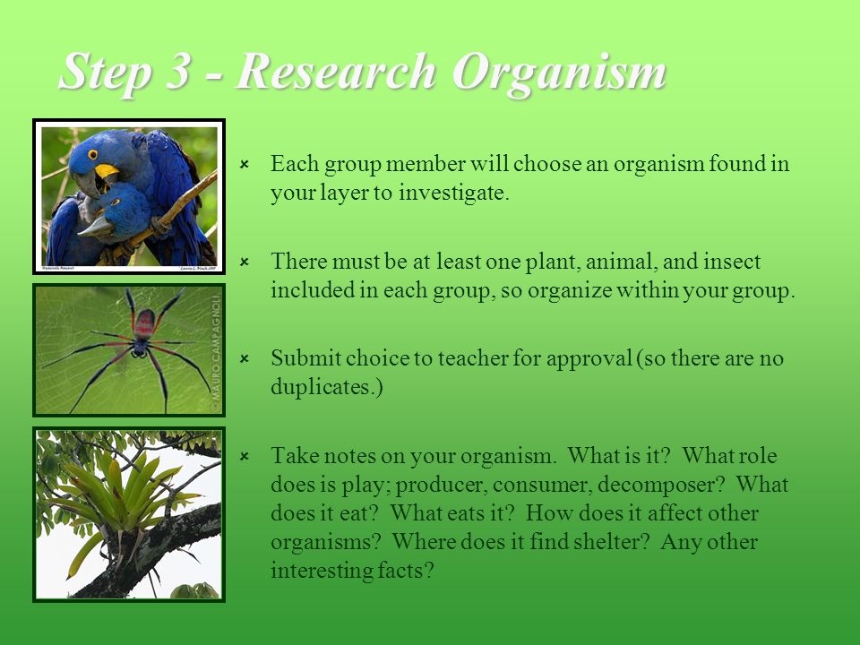 Step 3 - Research Organism  Each group member will choose an organism found in your layer to investigate.
