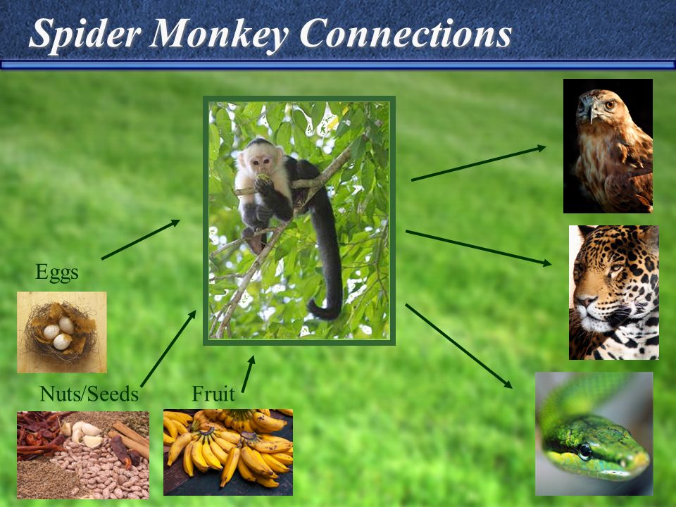 Spider Monkey Connections Eggs Nuts/SeedsFruit