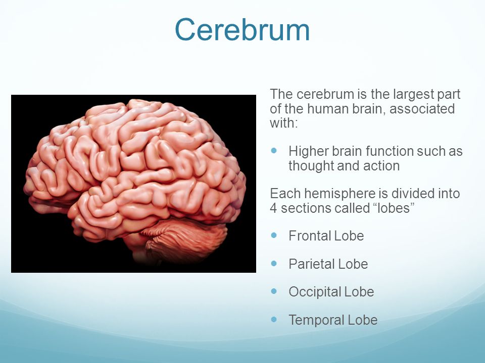 the function of the human brain A history of the brain likewise if you should cut the human head through the middle , the less he was sure about the function of each ventricle. the function of the human brain A history of the brain likewise if you should cut the human head through the middle , the less he was sure about the function of each ventricle.