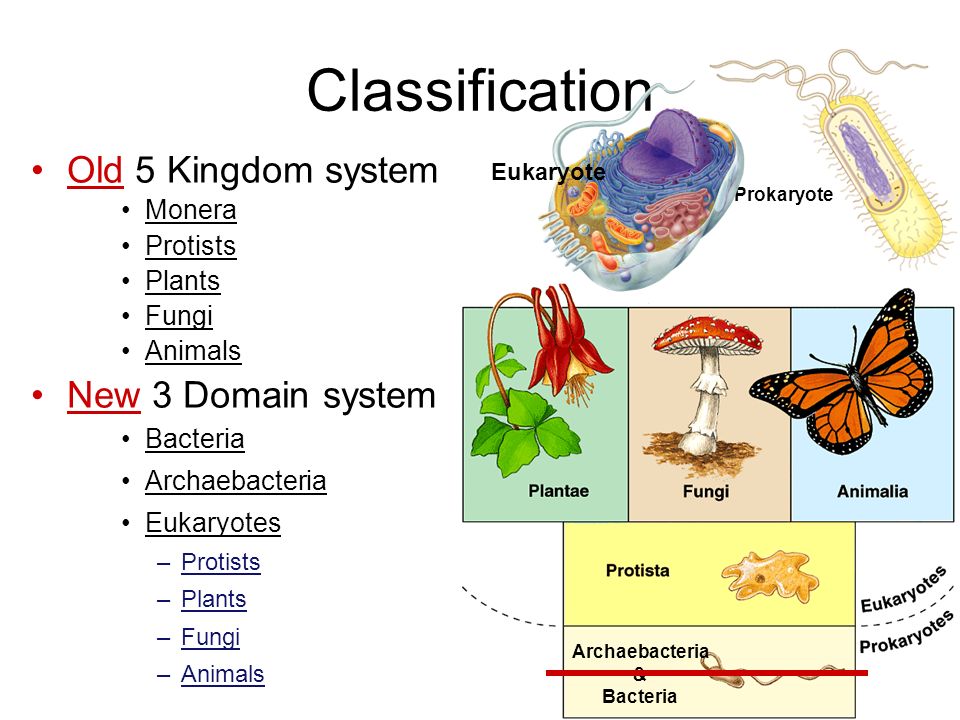 bacteria classification