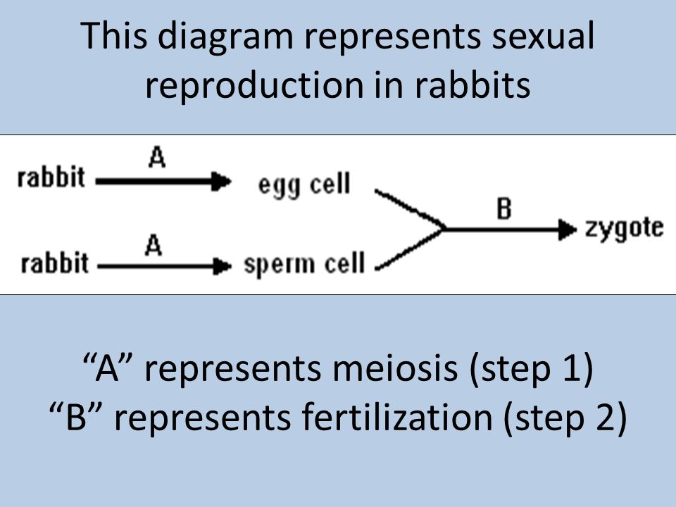 This diagram represents sexual reproduction in rabbits A represents meiosis (step 1) B represents fertilization (step 2)