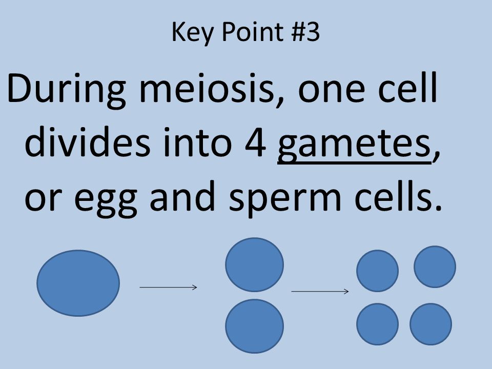 Key Point #3 During meiosis, one cell divides into 4 gametes, or egg and sperm cells.