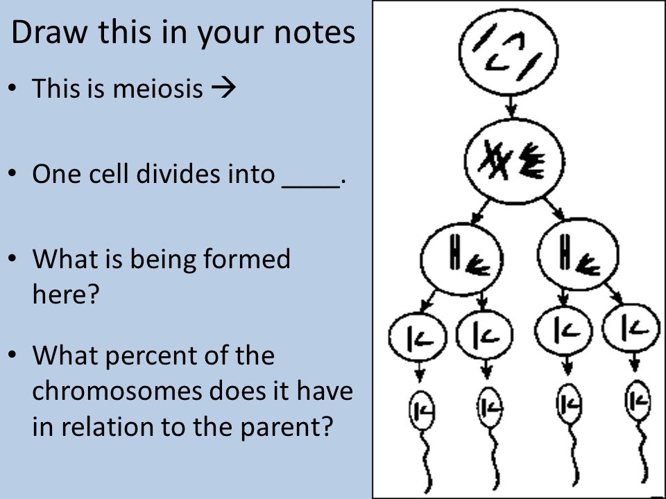 Draw this in your notes This is meiosis  One cell divides into ____.