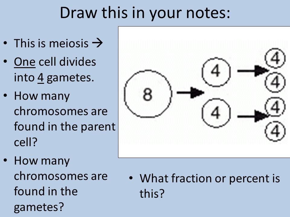 Draw this in your notes: This is meiosis  One cell divides into 4 gametes.
