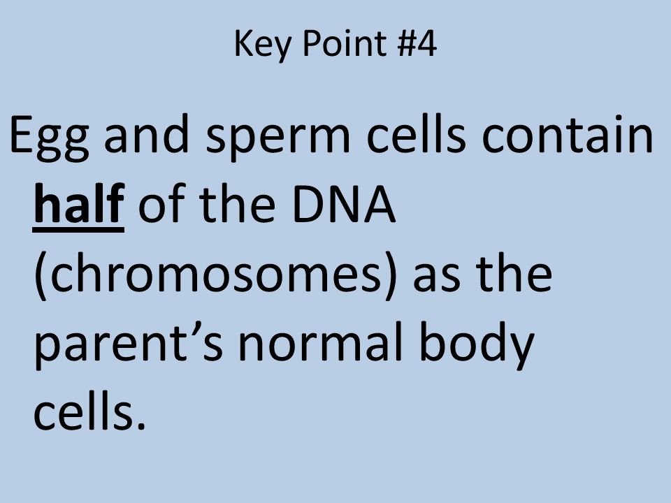 Key Point #4 Egg and sperm cells contain half of the DNA (chromosomes) as the parent’s normal body cells.