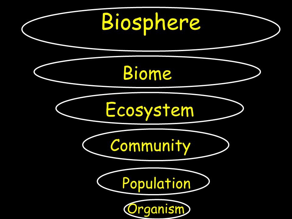 Organism Population Community Biosphere Ecosystem Biome