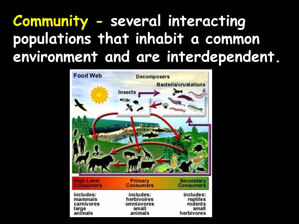 Community - several interacting populations that inhabit a common environment and are interdependent.