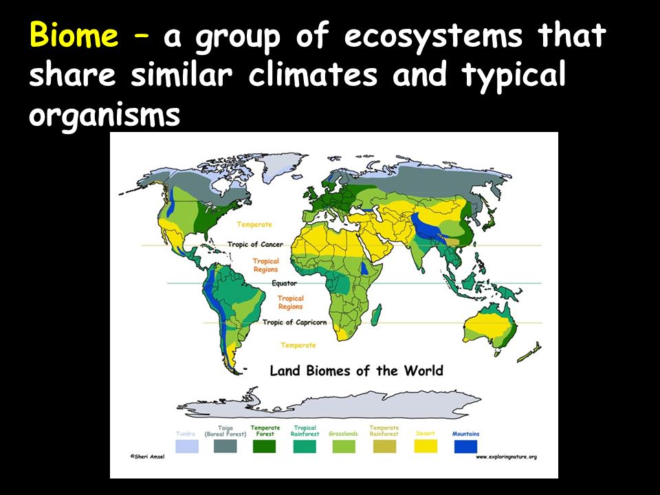 Biome – a group of ecosystems that share similar climates and typical organisms