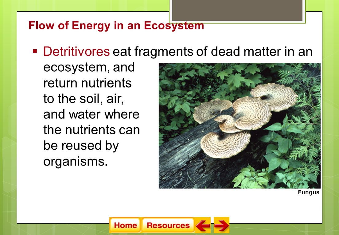 ecosystem, and return nutrients to the soil, air, and water where the nutrients can be reused by organisms.