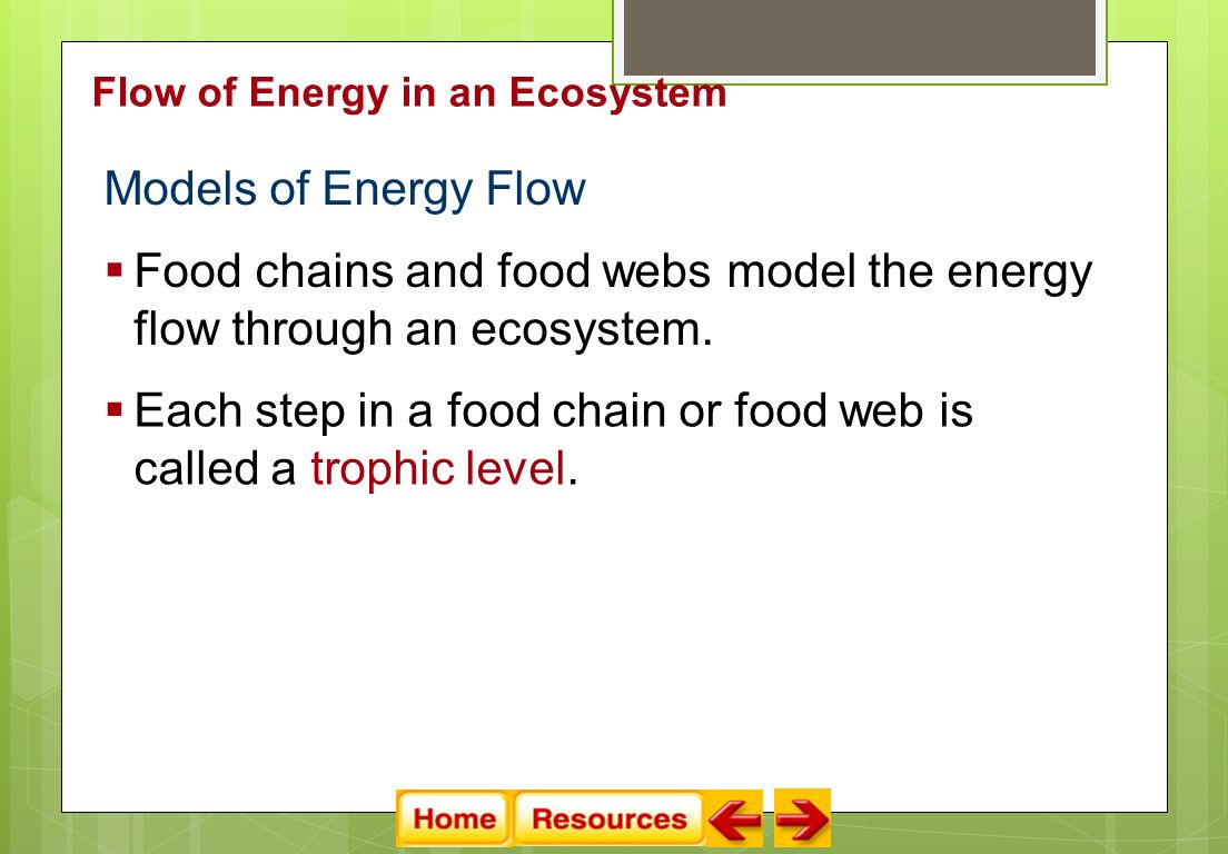 Models of Energy Flow  Food chains and food webs model the energy flow through an ecosystem.