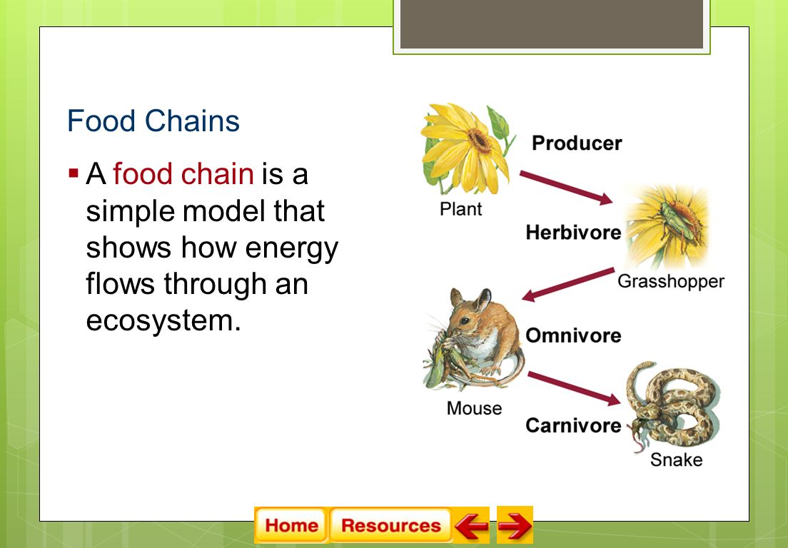 Food Chains  A food chain is a simple model that shows how energy flows through an ecosystem.
