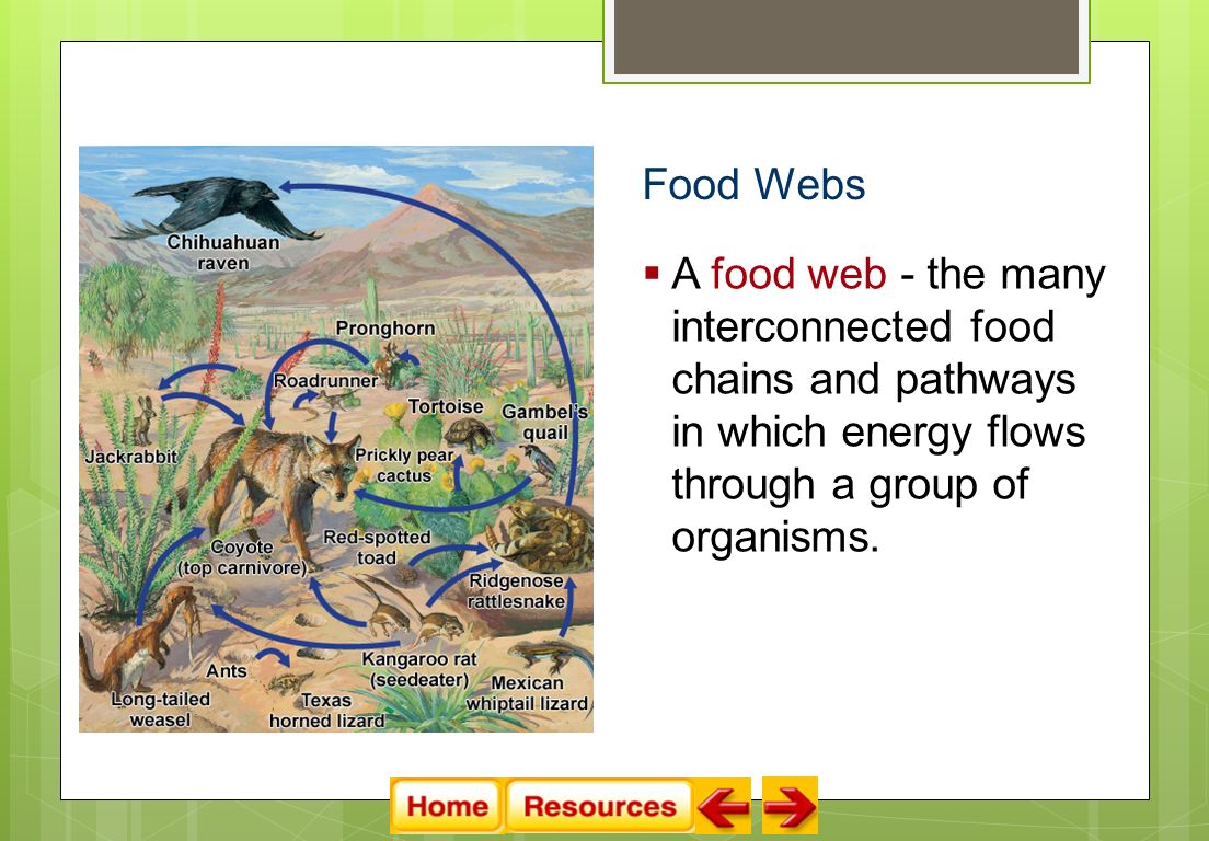 Food Webs  A food web - the many interconnected food chains and pathways in which energy flows through a group of organisms.