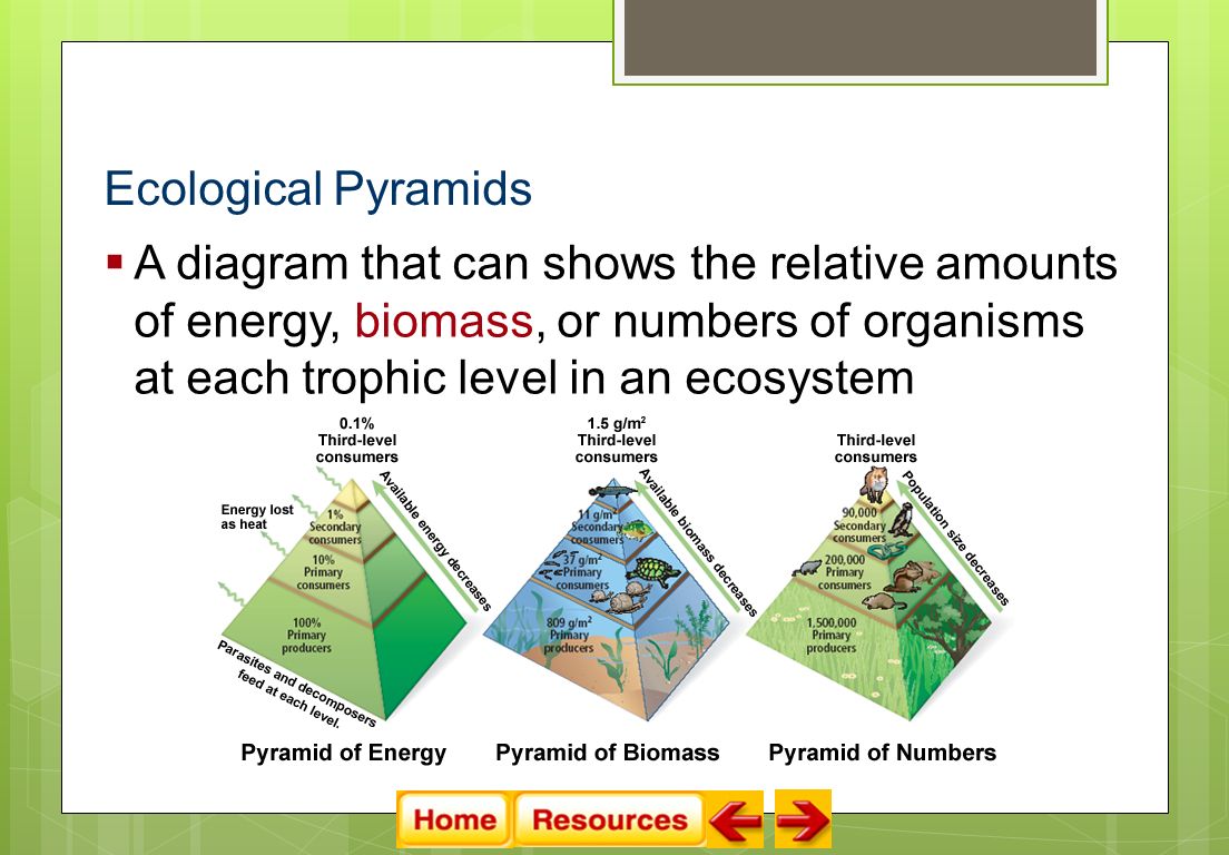 Ecological Pyramids  A diagram that can shows the relative amounts of energy, biomass, or numbers of organisms at each trophic level in an ecosystem
