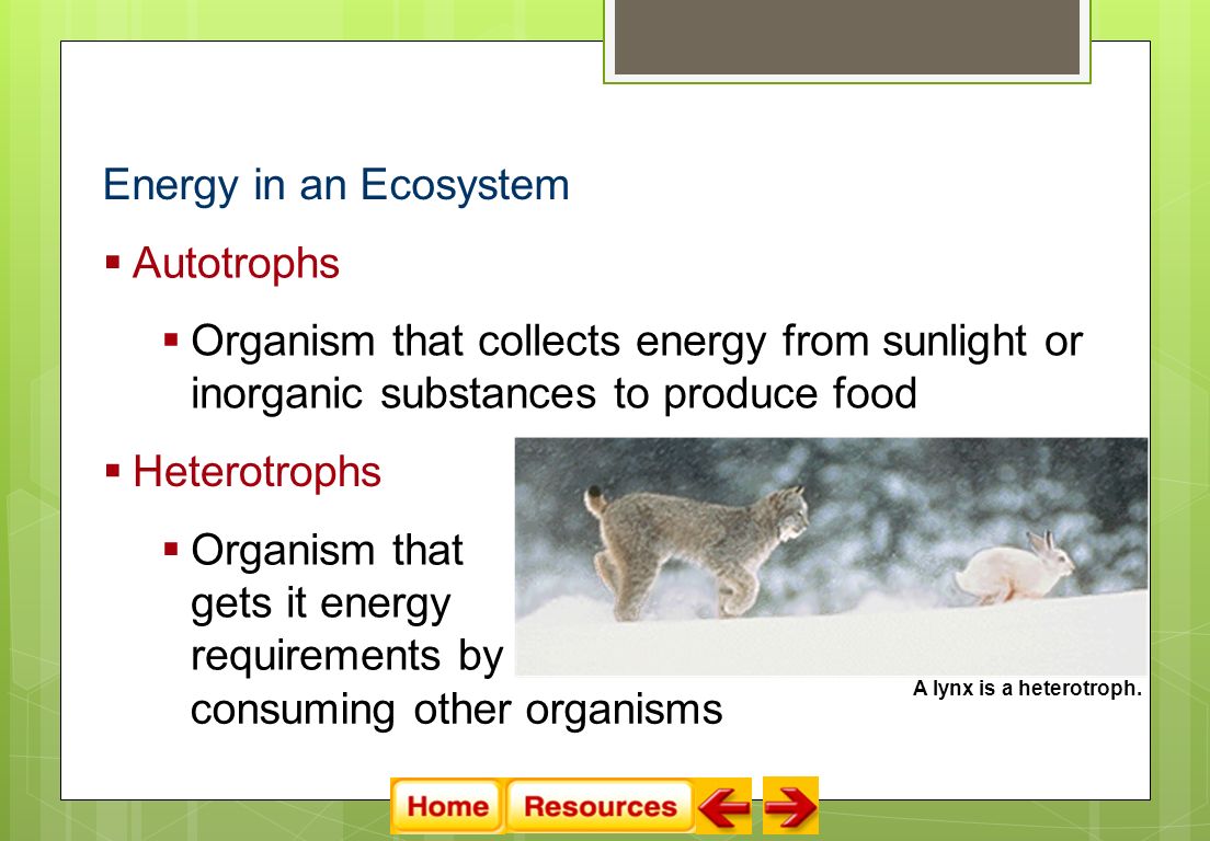 Energy in an Ecosystem  Autotrophs  Organism that collects energy from sunlight or inorganic substances to produce food  Heterotrophs  Organism that gets it energy requirements by consuming other organisms A lynx is a heterotroph.