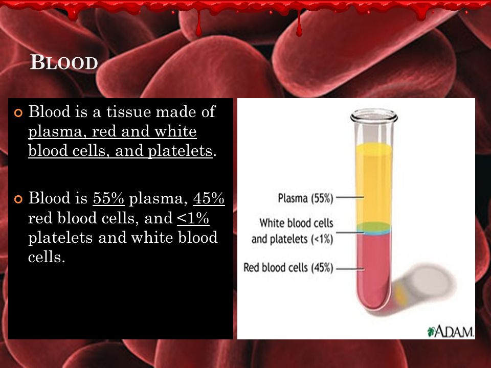 B LOOD Blood carries oxygen from your lungs to your body cells.